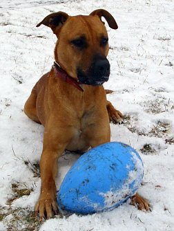 Packo (Foto: C. Knust)