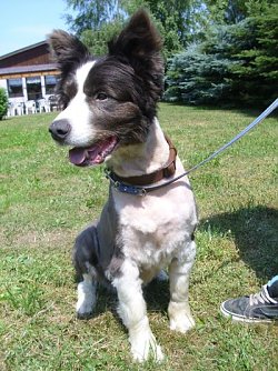 Sucht neues Herrchen oder Frauchen (Foto: C. Knust)