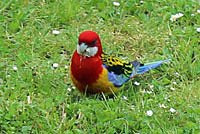 Kaum &Uuml;berlebenschance (Foto: Karl-Heinz Herrmann)