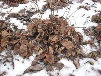 Erdbeerpflanze (Foto: Karl-Heinz Herrmann)