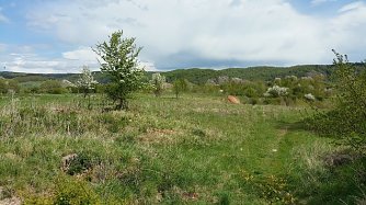 Beginn der Beweidung Sandgrube Bendeleben (Foto: Olaf Pleyer)