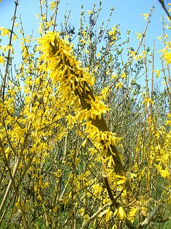 Forsytie (Foto: Uta K&ouml;stler)