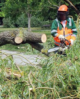 Th&uuml;ringenForst beginnt mit dem Laubholzeinschlag (Foto: Karl-Heinz Herrmann)