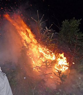 Umsatztr&auml;chtige Knutfeste (Foto: Karl-Heinz Herrmann)