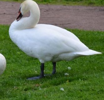 Einsatztaktische Kommunikation mit einem Schwan (Foto: Karl-Heinz Herrmann)