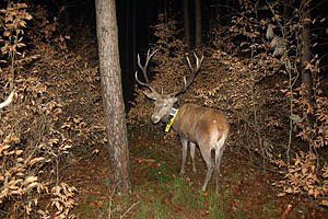 "Rotwild in unserer Kulturlandschaft" (Foto: Johann Heinrich von Th&uuml;nen-Institut)