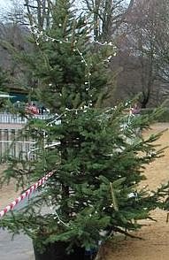 Weihnachtsbaum f&uuml;r Marktplatz gesucht (Foto: Karl-Heinz Herrmann)