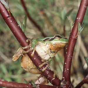 Neue T&uuml;mpel f&uuml;r den Froschk&ouml;nig (Foto: BUND KV Schmalkalden-Meiningen)