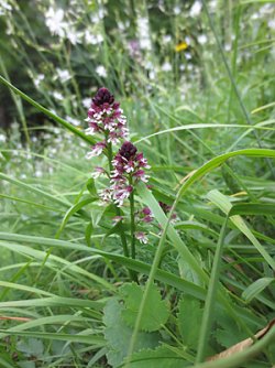Landschaftspflegeverband S&uuml;dharz/Kyffh&auml;user e.V. (Foto: Landschaftspflegeverband S&uuml;dharz/Kyffh&auml;user e.V.)