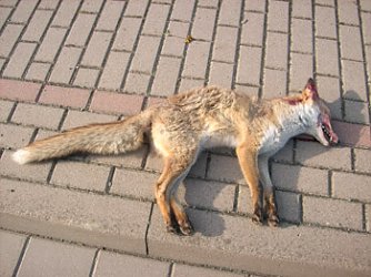 Toter Fuchs (Foto: Karl-Heinz Herrmann)
