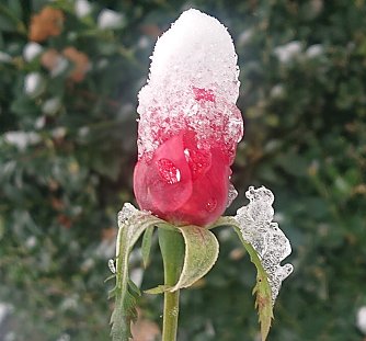 Schneek&ouml;nigin im Wintergarten Foto: Christoph Burkert 