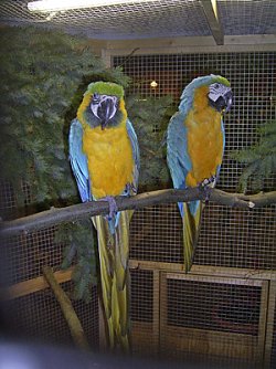 Vogelausstellung (Foto: Norbert Wenzl)