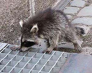 Waschb&auml;r (Foto: Peter-Stefan greiner)