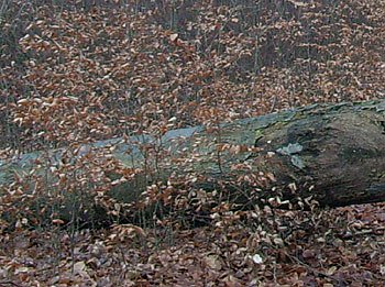 Dicke Baumst&auml;mme (Foto: Karl-Heinz Herrmann)