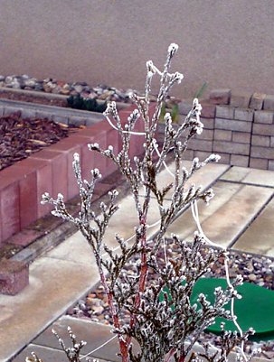 Vereister Strauch (Foto: Klaus Henze, Artern)