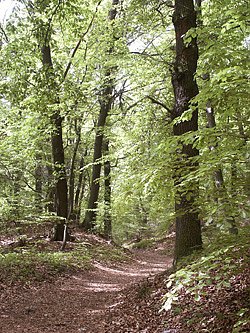 Obstvielfalt und Buchenwald (Foto: Naturpark Kyffh&auml;user)
