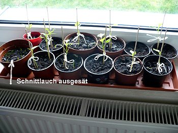 Am Fensterbrett (Foto: Hans-J&uuml;rgen Schmidt)