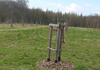 Neue B&auml;ume am Kyffh&auml;user (Foto: Karl-Heinz Herrmann)