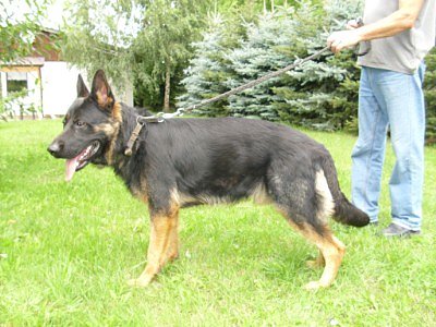 Hector (Foto: C. Knust)