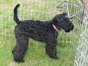 Der Possen bellt (Foto: Karl-Heinz Herrmann)