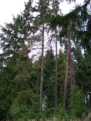 Borkenk&auml;fer (Foto: Archiv Landwirtschaftsministeruim)