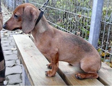 Lilly (Foto: C. Knust)