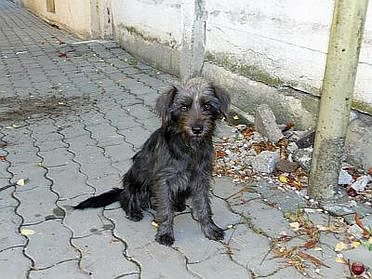 Vermisst!!! (Foto: privat)