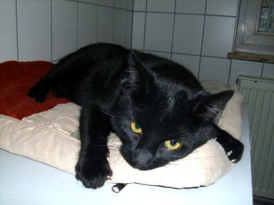 Oscar (Foto: C. Knust)