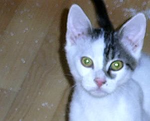 Zimbo (Foto: Tierheim Nordhausen)