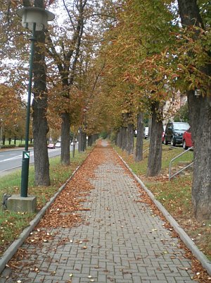 Zwiebelmarkt Artern (Foto: Klaus Henze, Artern)