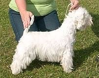 West Highland White Terrier (Foto: Karl-Heinz Herrmann)