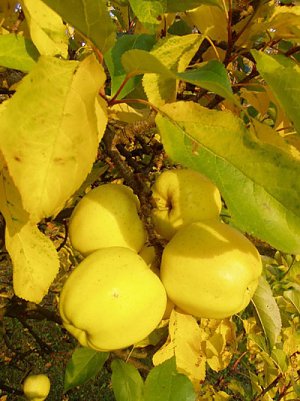 Herbstapfel (Foto: Kunsthof Friedrichsrode)