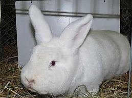 Rassekaninchenschau (Foto: Karl-Heinz Herrmann)