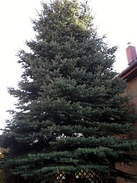 Edeltanne auf dem Marktplatz (Foto: Stadt Sondershausen)