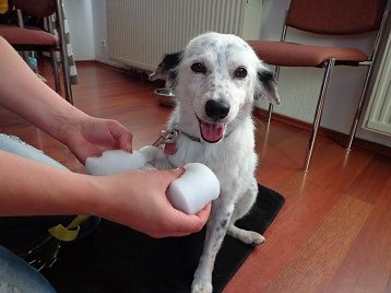 Zertifikat f&uuml;r Sondersh&auml;user Hundeschule (Foto: Privat)