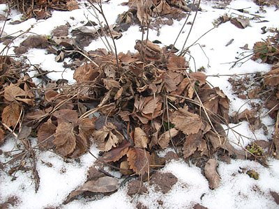 Erdbeerpflanze (Foto: Karl-Heinz Herrmann)