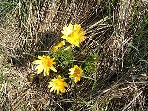 Adonisr&ouml;schen (Foto: Privat)