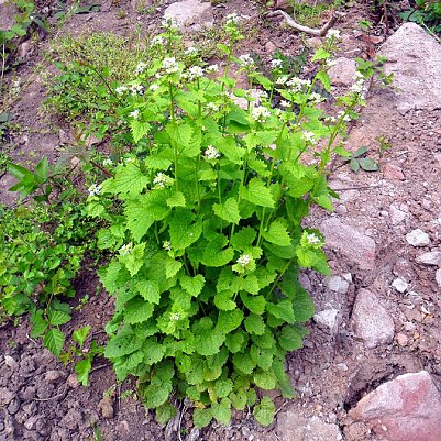 Mit der Kr&auml;uterfrau im Kyffh&auml;user unterwegs (Foto: Privat)