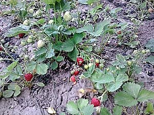 Aus dem Kleingarten geschehen (Foto: Privat)