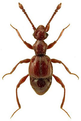 Besondere Tiere entdeckt (Foto: Hohe Schrecke)