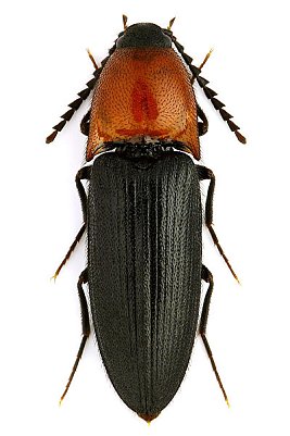 Besondere Tiere entdeckt (Foto: Hohe Schrecke)