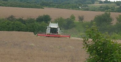 Gef&auml;hrliche Ernte? (Foto: Karl-Heinz Herrmann)