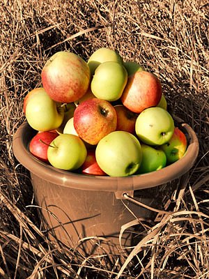 Der Apfel verfault nicht weit vom Stamm (Foto: Andreas Zeidler)