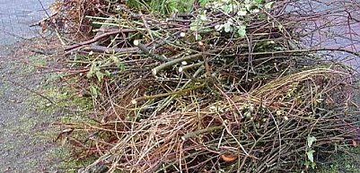 Baum- und Strauchschnitt loswerden (Foto: Tobias Schneegans)