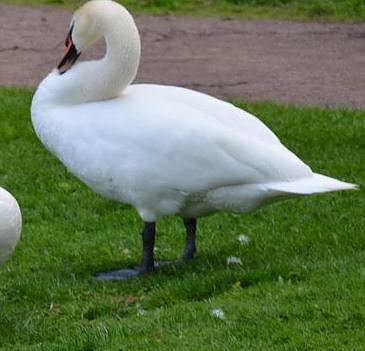 Einsatztaktische Kommunikation mit einem Schwan (Foto: Karl-Heinz Herrmann)