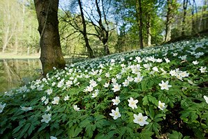 Knospen- und Bl&uuml;tenwanderungen rund um Langenroda (Foto: Thomas Stephan)