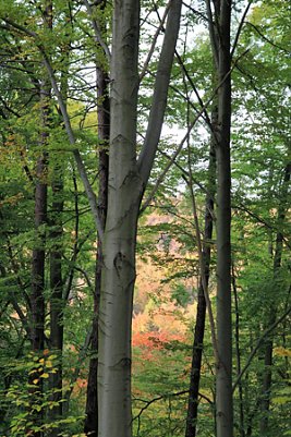 Wilder Wald (Foto: S. Spehr)