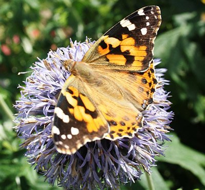 Distelfalter (Foto: Hans-J&uuml;rgen Schmidt)