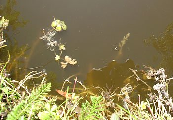 Kleiner Parkteich (Foto: Karl-Heinz Herrmann)