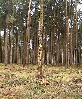 Buchdruckerbefall (Foto: Forstamt Oldisleben)